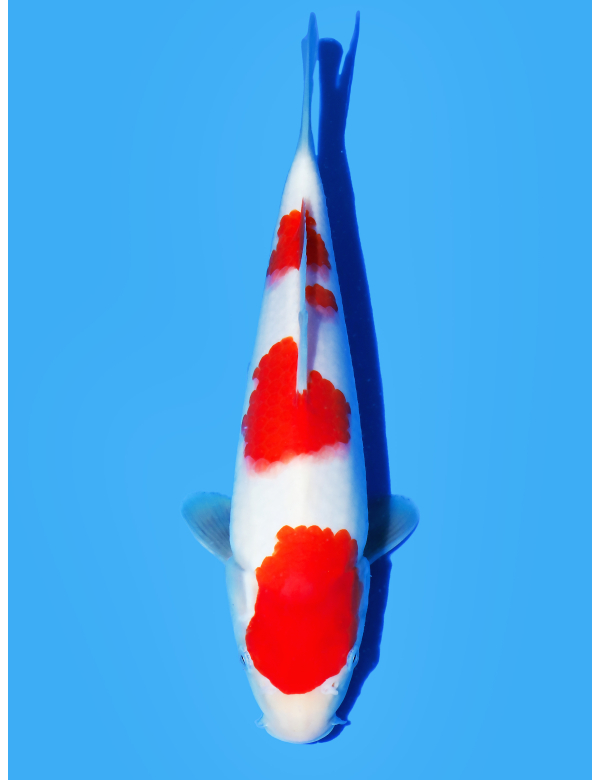 No.1 koi cup kohaku No.1 koi cup kohaku
