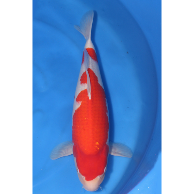 Kohaku