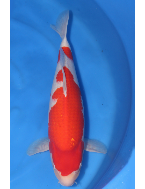 Kohaku