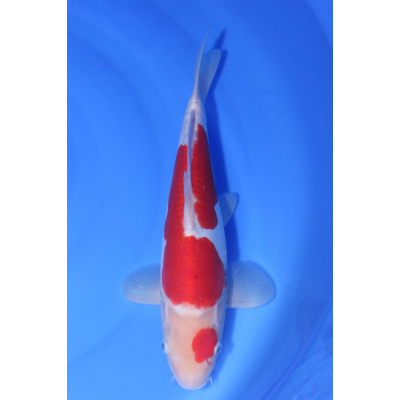 V25031403 Doitsu kohaku