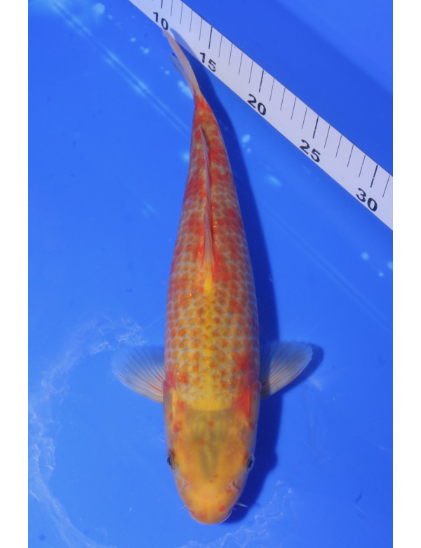 V25032810 Golden corn