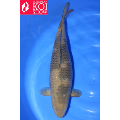 V25041813 Cha utsuri