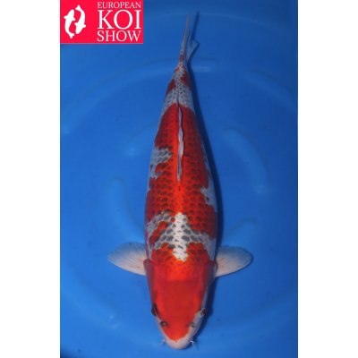 V25041810 Kawarigoi