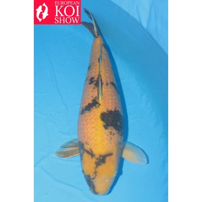 V25041815 Ki utsuri