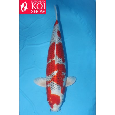 V25041817 Kujaku