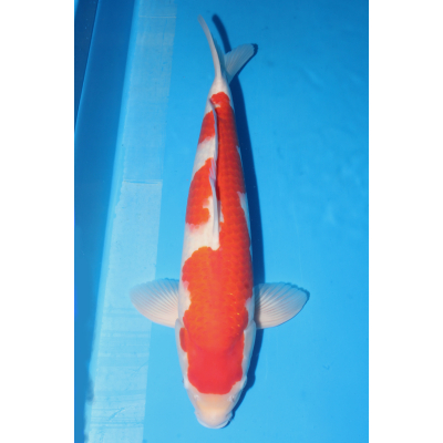 V25051603 Kohaku