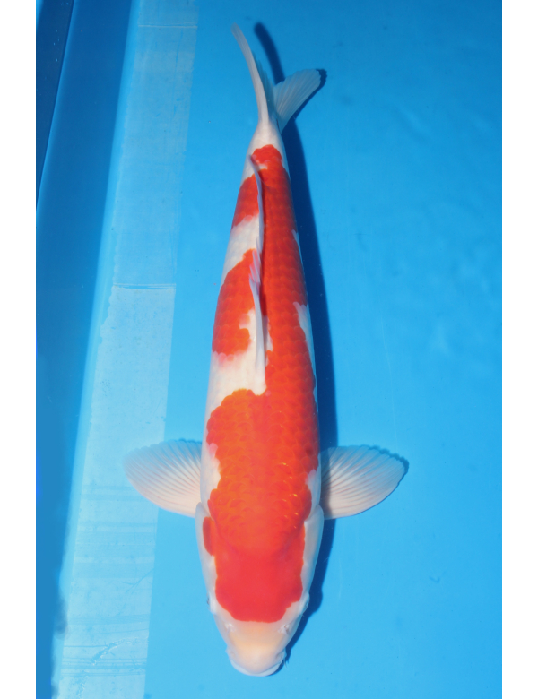 V25051603 Kohaku