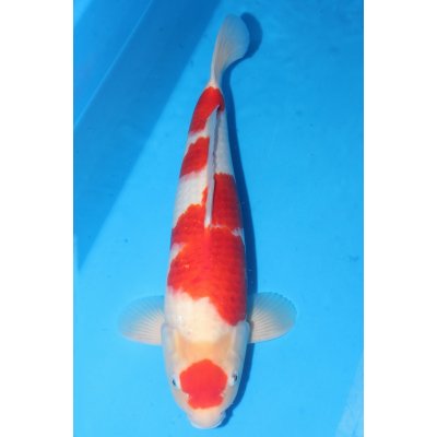 V25051606 Kohaku
