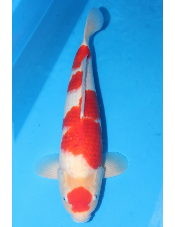 V25051606 Kohaku