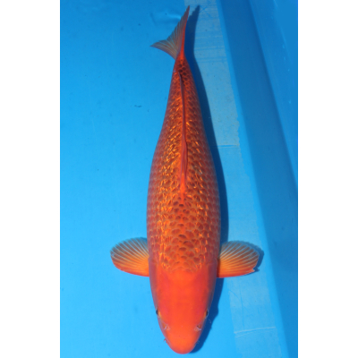 V25051609 Red corn