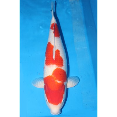 V25051610 Kohaku