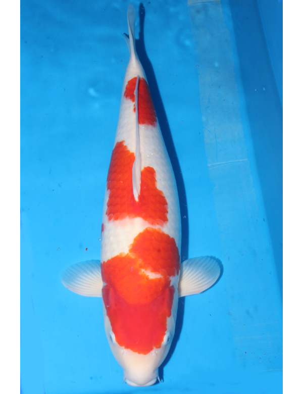 V25051610 Kohaku
