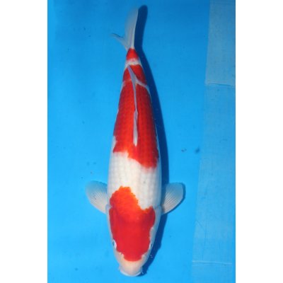 V25051702 Kohaku