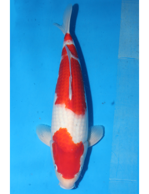V25051702 Kohaku