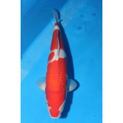 V25052308 Kohaku