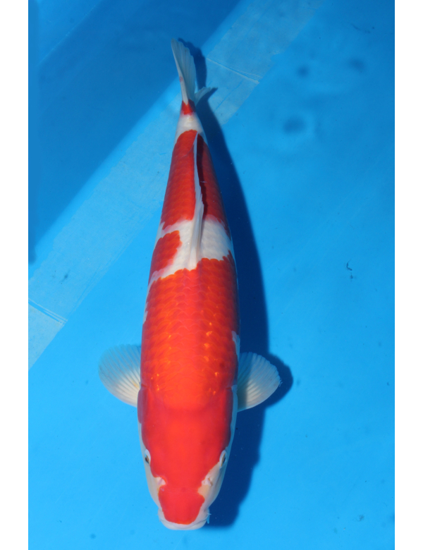 V25052308 Kohaku