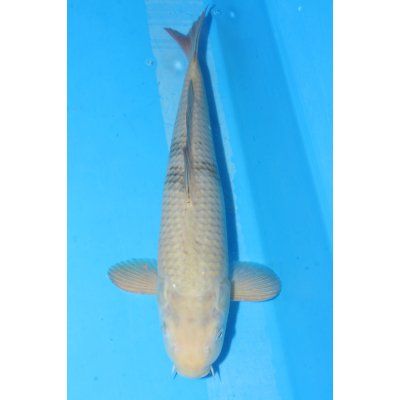 V25060609 Cha utsuri