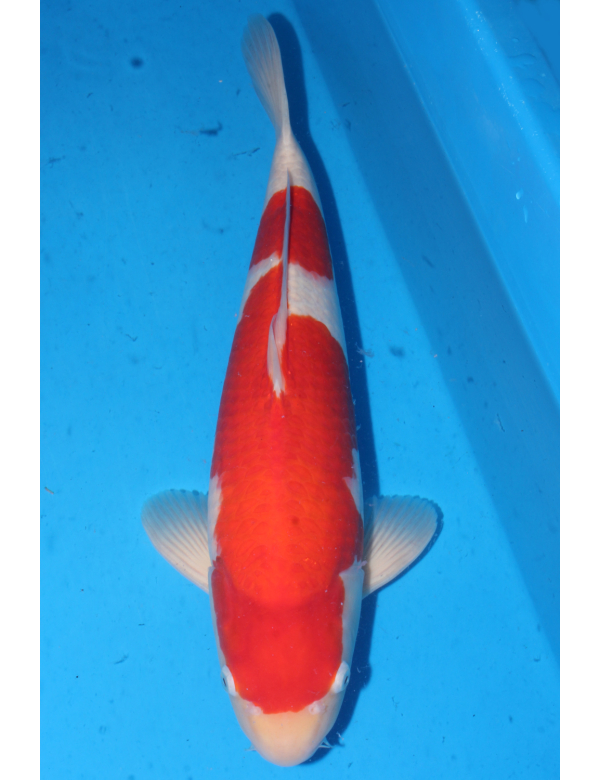 V25060204 Kohaku