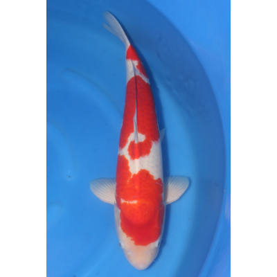 V25061304 Kohaku