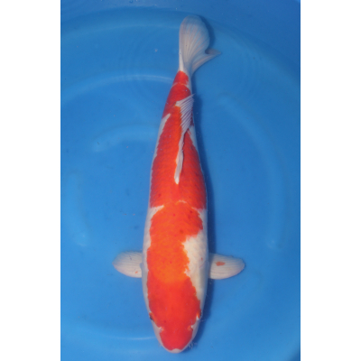 V25061306 Kohaku