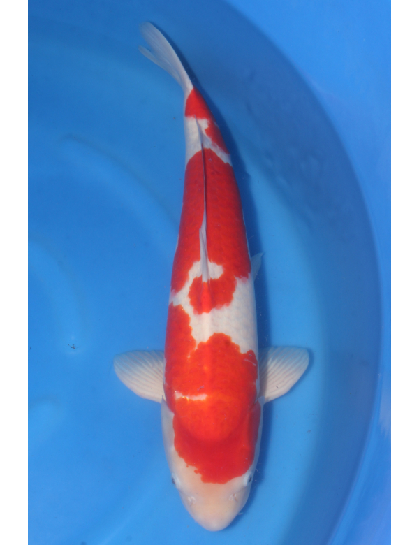 V25061304 Kohaku