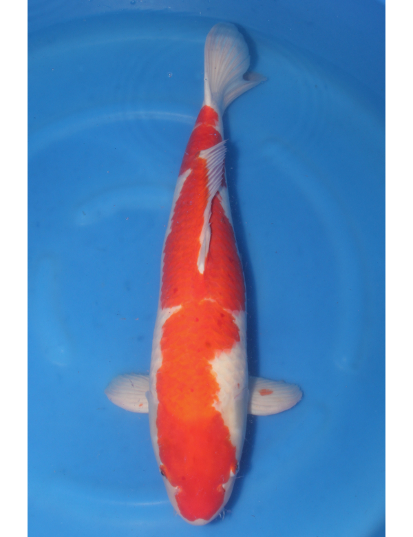 V25061306 Kohaku