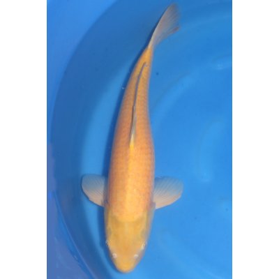 V25061314 Karashigoi