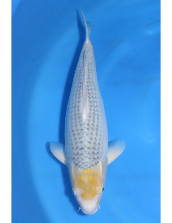 V25061602 Golden corn
