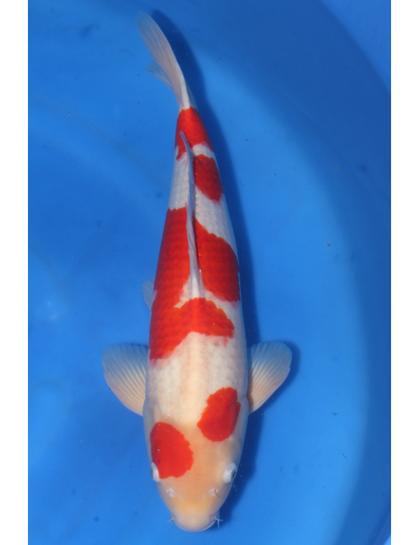 V25061409 Kohaku