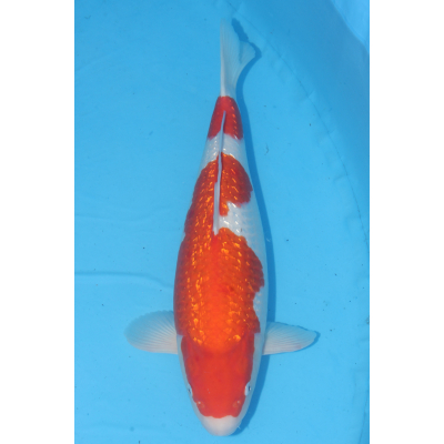 V25061404 Ginrin kohaku