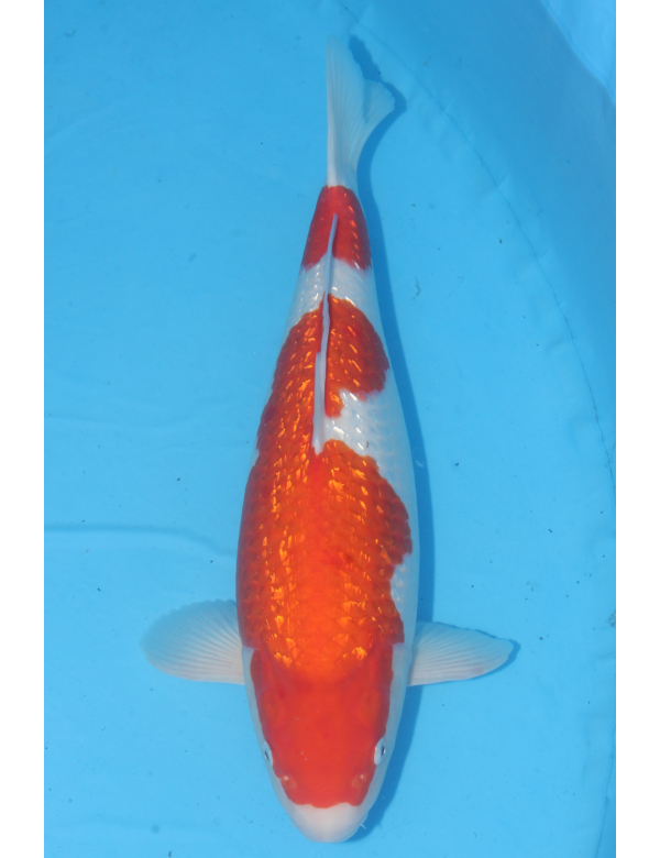 V25061404 Ginrin kohaku