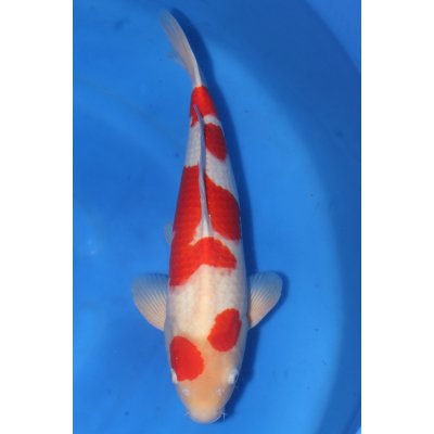 V25061409 Kohaku