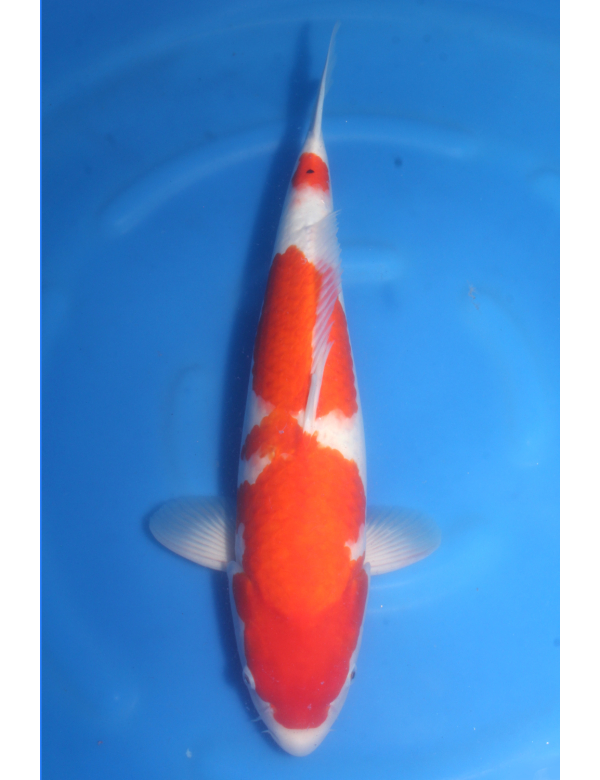 V25061603 Kohaku