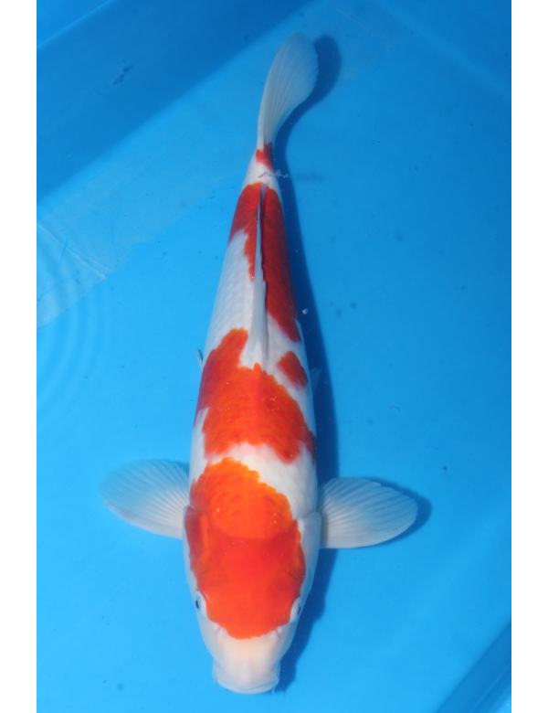 V25062510 Kohaku
