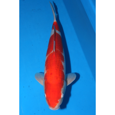 V25063015 Kohaku