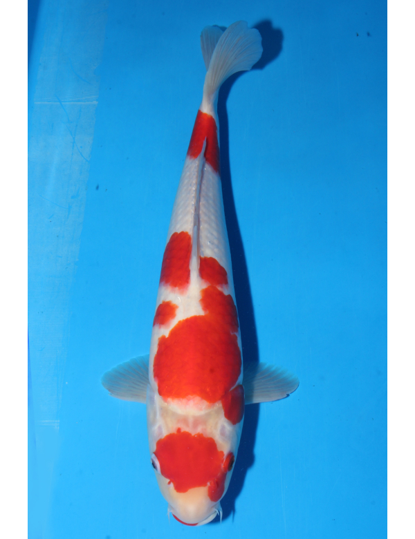 V25063004 Kohaku