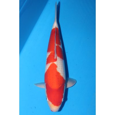 V25063013 Kohaku