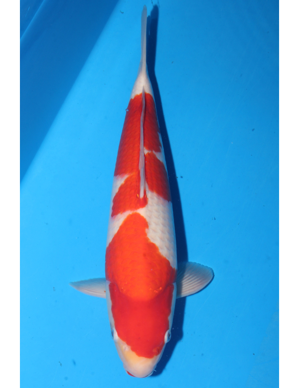 V25063013 Kohaku
