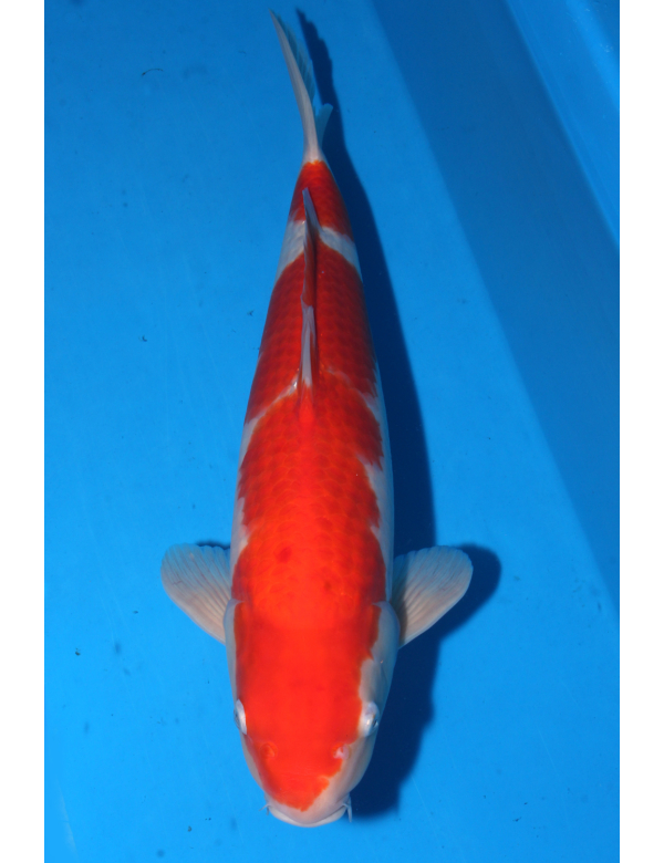 V25063015 Kohaku