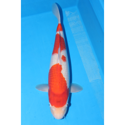 V25070206 Kohaku