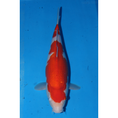 V25070208 Kohaku