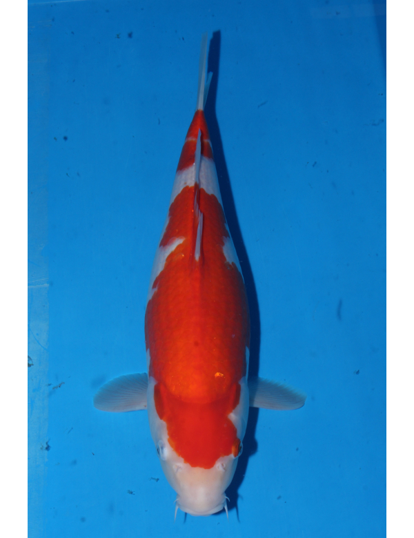 V25070208 Kohaku