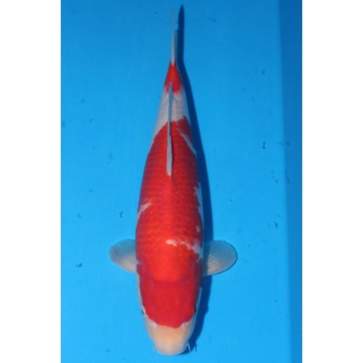 V25070210 Kohaku
