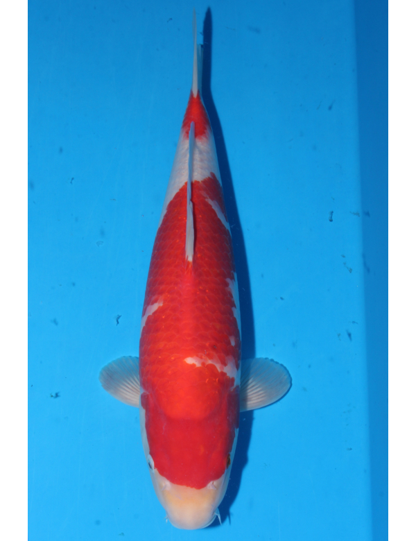 V25070210 Kohaku