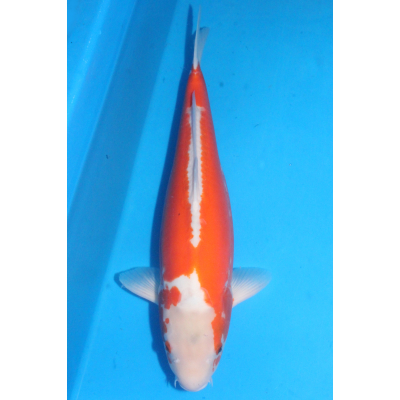 V25070710 Kosui