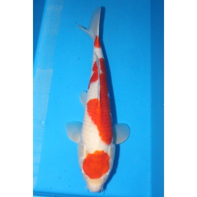 V25070703 Kohaku