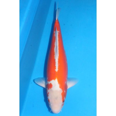 V25070710 Kosui