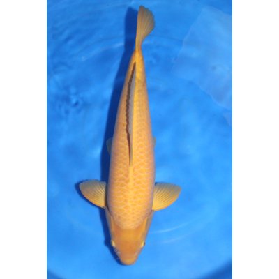 V25071101 Karashigoi