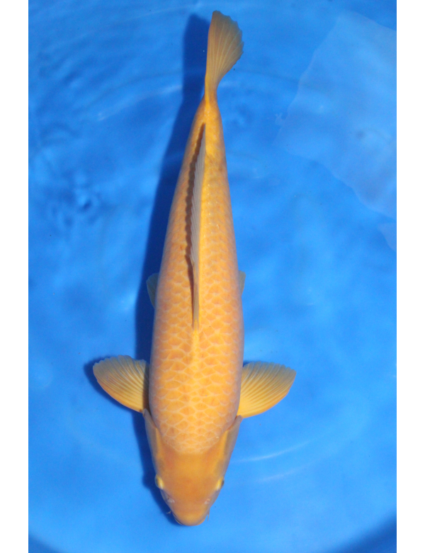 V25071101 Karashigoi