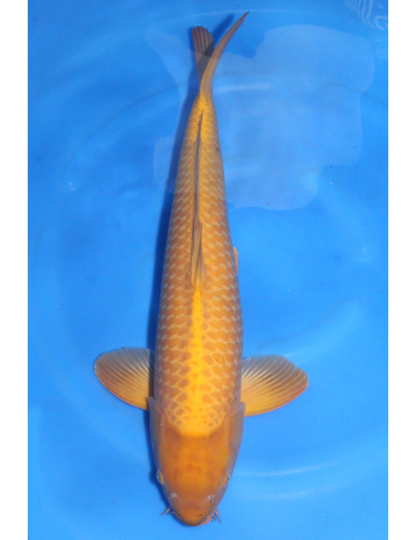 V25071102 Karashigoi